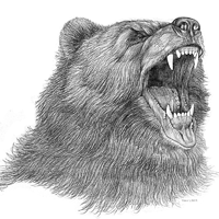 Croquis d'ours en colère
