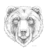 Bear Sketch