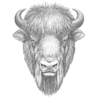 Esquisse de tête de bison