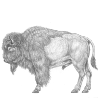 Bison Sketch