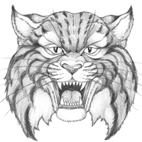Bobcat Sketch