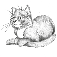 Croquis de chat