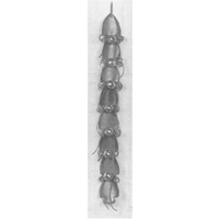 Christmas Doorbell Hanger