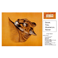 Cougar Puma Mountain Lion Panther by Peggy Culpepper- Series 3E Page 6