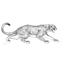 Bosquejo del puma