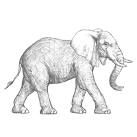 Elephant Sketch
