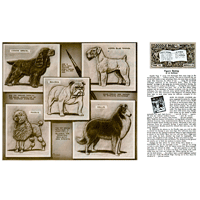 Figure Dyeing by Al Stohlman- Series 3B Page 10