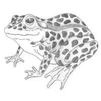 Bosquejo de rana