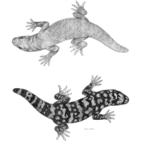 Croquis du monstre de Gila