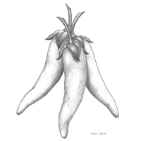 Hot Peppers Sketch