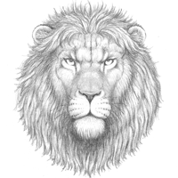 Lion Head Sketch
