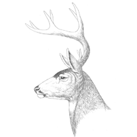 Bosquejo del perfil del venado bura