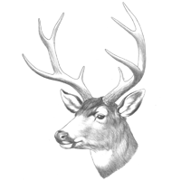 Croquis de cerf mulet