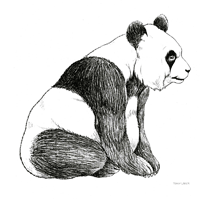 Bosquejo del oso panda