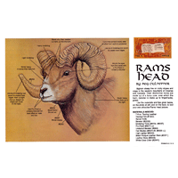 Rams Head de Peg Culpepper - Serie 2E Página 4
