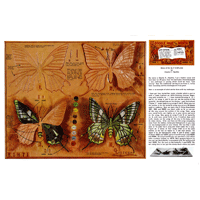 Realistic Butterflies by Charles Heschke- Series 8D Page 3