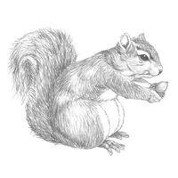 Croquis d'écureuil