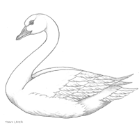 Bosquejo del cisne