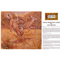 Texas Whitetail Deer by Dick Hatfield- Series 3D Page 11