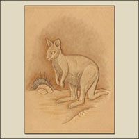 Outillage d'un Wallaby How-To de Tony's Bench