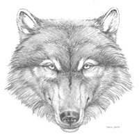 Bosquejo de cabeza de lobo