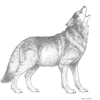 Croquis de loup