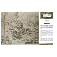 Wolves by Christine Stanley- Series 8B Page 2